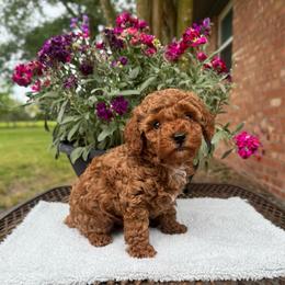 Rosco - Apricot male Poodle puppy in Houston, Texas from Texas Toy Poodles