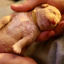 Ivory - Cream female Goldendoodle puppy in Forney, Texas from Diamond Doodle Pups and Poodles