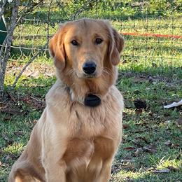 Pearl - Golden Retriever