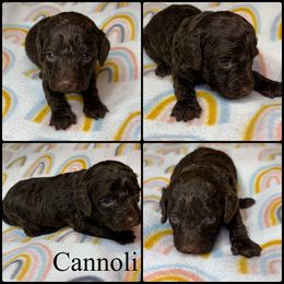 Cannoli - Brown female Poodle puppy in Wheatland, California from Sapphire Ridge Poodles