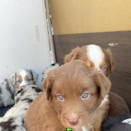 Australian Shepherd Puppies from Kent island Aussies