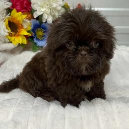 Fancy - Liver female Shih Tzu puppy in Elgin, South Carolina from Silver Bells Paw Prints