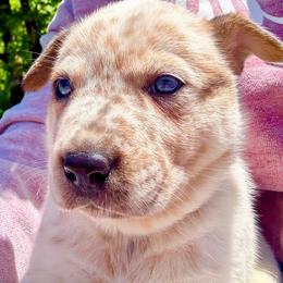 Boy 1 - Red speckled male Australian Cattle Dog puppy in Morton, Mississippi from Heart K Kennels