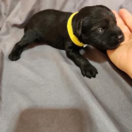Yellow Male - Black male Schnoodle puppy in Lehi, Utah from KK Schnauzers
