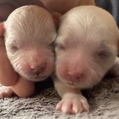 Harlow - Bolognese puppy from Kenalee Farm
