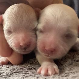 Harlow - Bolognese puppy from Kenalee Farm