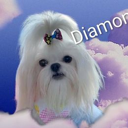 Diamond - Shih Tzu