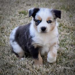 Haze - Blue merle male Miniature Australian Shepherd puppy in Evant, Texas from Lazy VT Bar Ranch