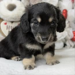 Gabrielle black and cream (No breeding homes) - Black and cream female Dachshund puppy in Fayetteville, North Carolina from RRD