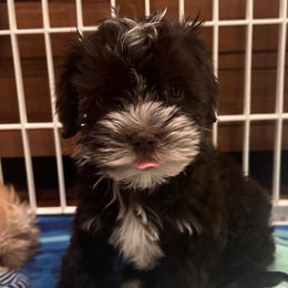 Espresso - Havanese puppy from Windy Hill Havanese