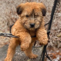Soft Coated Wheaten Terrier Puppies from Kayos Kennel