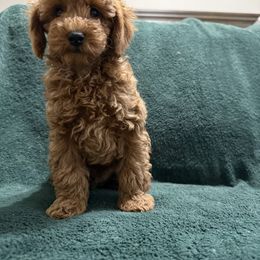 Boy - Red  male Poodle puppy in Auburn, Georgia from Southern Poodles