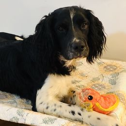 Jax - English Springer Spaniel