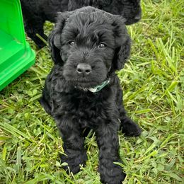 Sorrel - Black male Goldendoodle puppy in Kansas City, Missouri from Beary GoldenDoodles