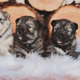 Siberian Husky Puppies from Hill Top Huskies