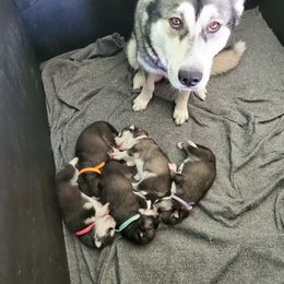 Siberian Huskies from Sunrise Siberians