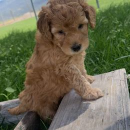 German Shorthaired Pointer and Labradoodle Puppies from Faddis Family Farms