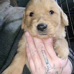 Golden Retriever Puppies from DeClercks Goldens