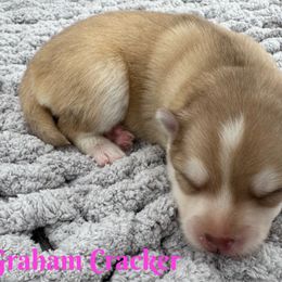 Graham Cracker - Red and white female Pomsky puppy in Eastman, Georgia from Once Upon A Pomsky
