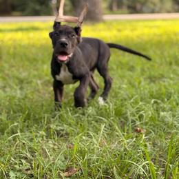 Java - Black and white male Great Dane puppy in Montgomery, Texas from KD Sweet Southern Danes