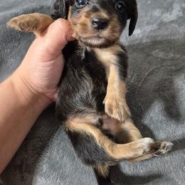Larry - Black and tan male Dachshund puppy in Aiken, South Carolina from Paragon Puppies