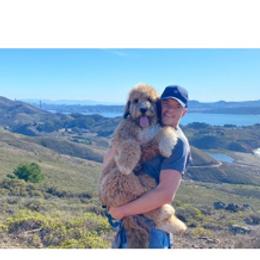 Aussiedoodle and Poodle Puppies from Arena Valley Acres LLC