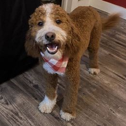 Goldendoodles from Country Lane Goldendoodles
