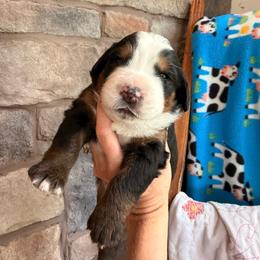 Karen Beverly - Tri-color female Bernese Mountain Dog puppy in Fort Meade, Florida from Baldwin Dood Ranch