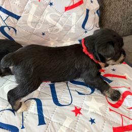 Red Collar - Black and silver male Miniature Schnauzer puppy in Griggsville, Illinois from Stephenson’s Mini Schnauzer’s