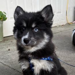 Stormy - Black and white female Pomsky puppy in Cadillac, Michigan from JHS Pomskies