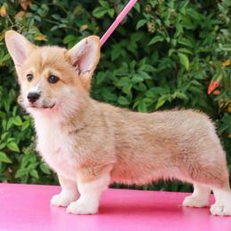 Boy 5 - Red male Pembroke Welsh Corgi puppy in Caliente, California from Rafter Cross 7