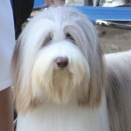 Bearded Collies from Dunhill Bearded Collies