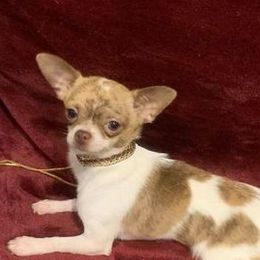 Chihuahuas from Maggie Dane-Fisher
