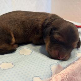 Boy 3 - Red male Dachshund puppy in Murfreesboro, Tennessee from Kimbrie's Dream Cream Doxies