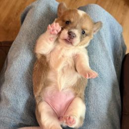 Girl 1 - Fawn female Pembroke Welsh Corgi puppy in San Diego, California from San Diego Corgis