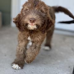 Aussiedoodle, Poodle, and Saint Berdoodle Puppies from Remington Kennels, LLC