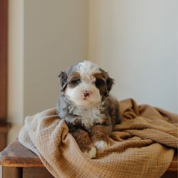 Juniper MICRO - Blue merle female Bernedoodle puppy in Dalton, Ohio from Spring Mountain Doodles