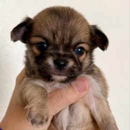 Harry - Fawn male Chihuahua puppy in Spring Hill, Florida from Stardom Chihuahuas & CKCS