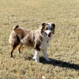Castin - Miniature Australian Shepherd