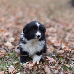 Miniature Australian Shepherd Puppies from Vineyard Ridge Mini Aussies