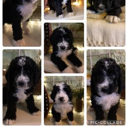 Bernedoodle Puppies from Collins Bernedoodles