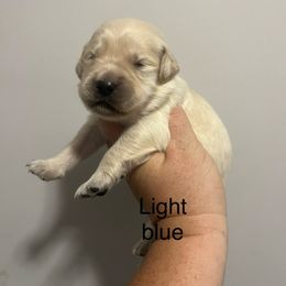 Light blue male - Golden male Golden Retriever puppy in Jesup, Georgia from Painted Platinum Retrievers (Painted Platinum Kennel) PPK