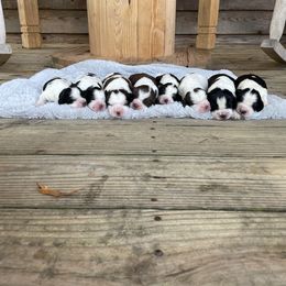 English Springer Spaniel Puppies from Cedar Ridge Kennels