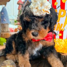 Darth Maul - Merle male Bernedoodle puppy in Payson, Utah from All Around Royalty & Royal Whisper Companions