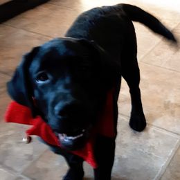 Labrador Retriever Puppies from Lorlyn Labradors