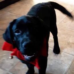 Labrador Retriever Puppies from Lorlyn Labradors