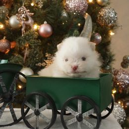 Crème brûlée - Cream female Pomeranian puppy in Bethel, Ohio from J&A Poms