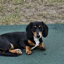 Girl 2 - Black and tan Dachshund puppy in Sarasota County, Florida from Donna's Mini Joys