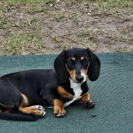 Girl 2 - Black and tan Dachshund puppy in Sarasota County, Florida from Donna's Mini Joys