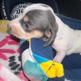 Girl 1 - Piebald female Dachshund puppy in Stockton, California from Royalty Weenies
